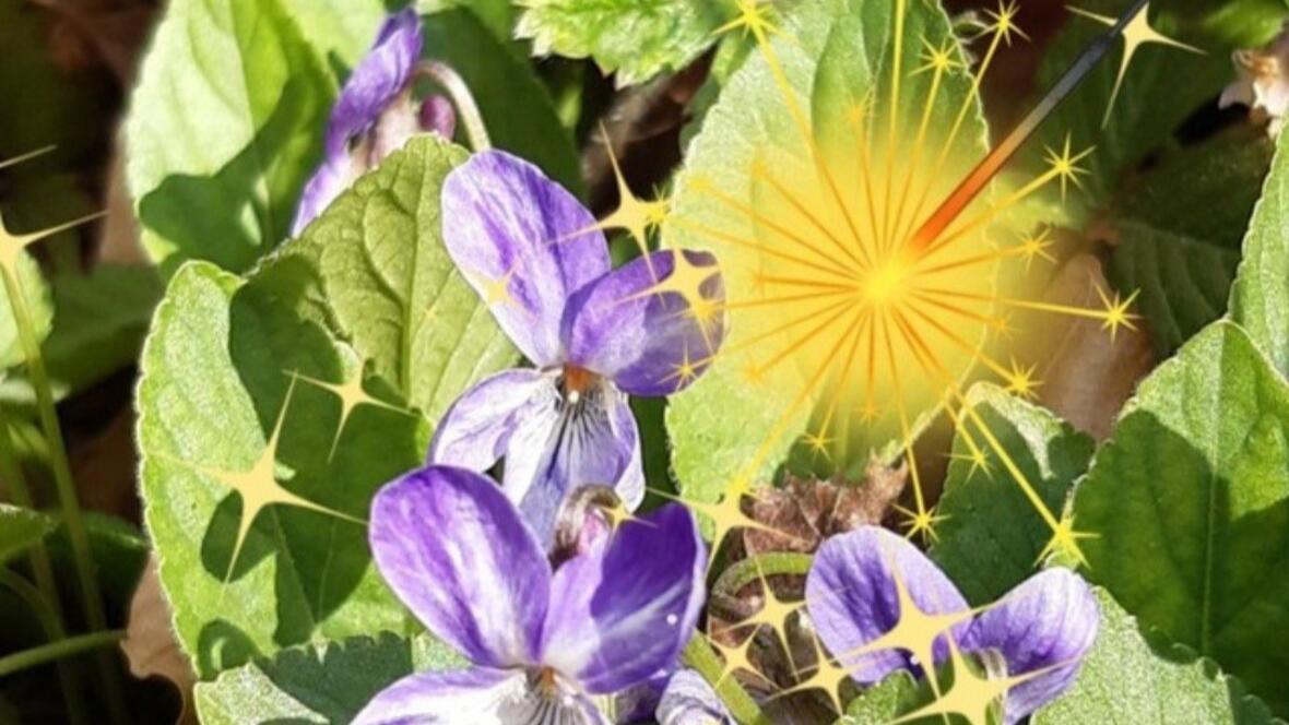 2026-01-14_21-10-57-logo_neuburg_puls