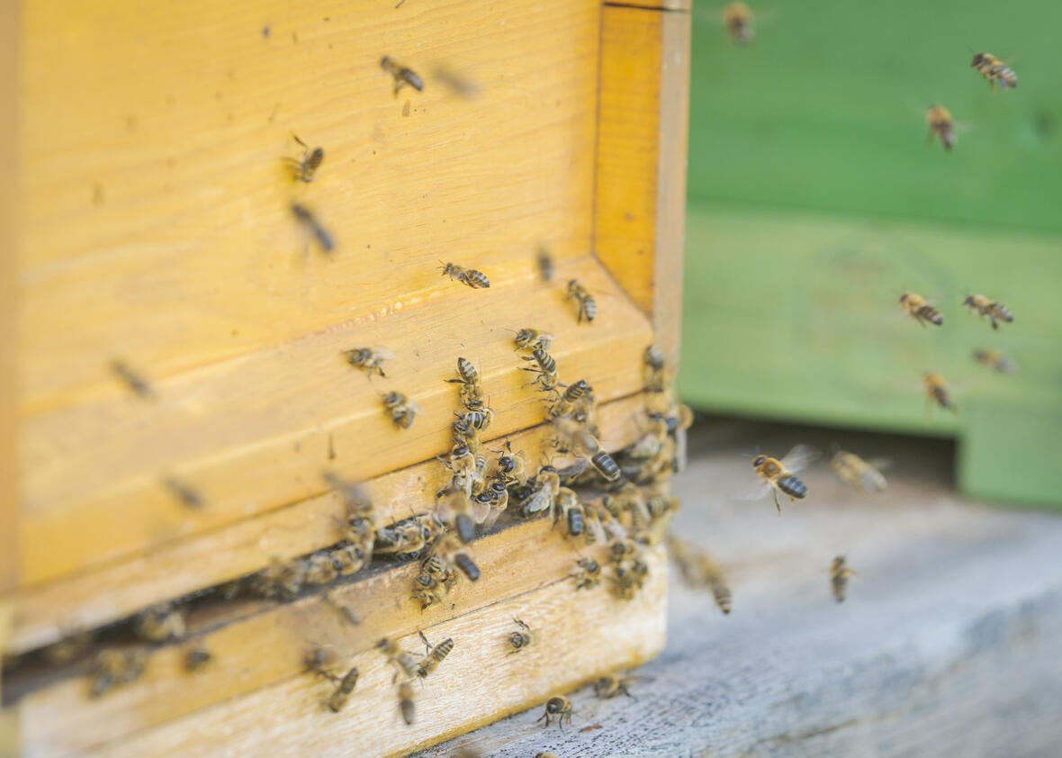 Bild: Dietmar Denger