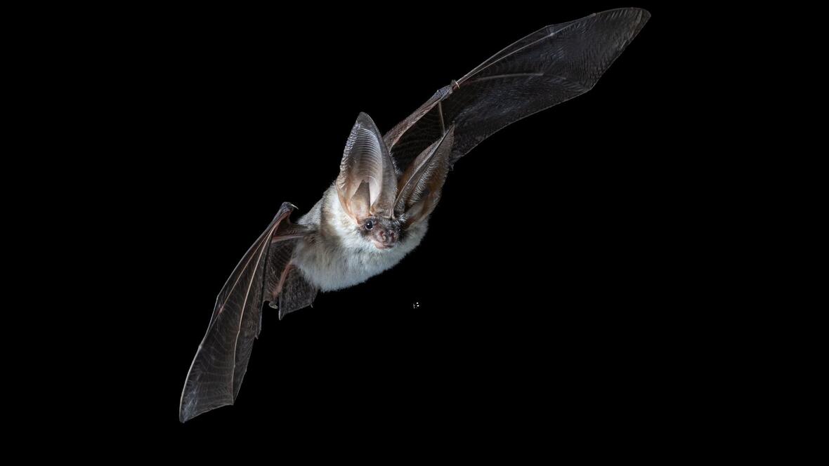 titelbild_graues-langohr_tilmann-ditting